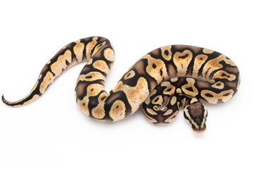 Ball Python Snake Reptile Animal on White Background