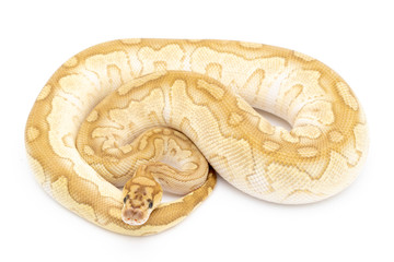 Ball Python Snake Reptile Animal on White Background