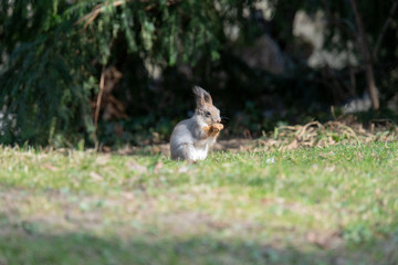 Eichhörnchen am Boden sucht nach essen