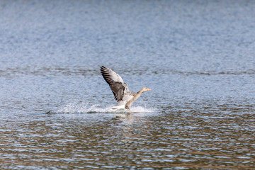 Gans im Anflug zur Landung auf den M&ouml;hnesee