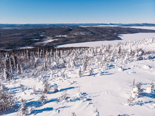 Aerial shot winter frozen spruce forest, blue background . Top view