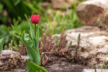 Terry tulip in the nature