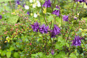 Fototapeta premium Wild and decorative flowers in the arboretum