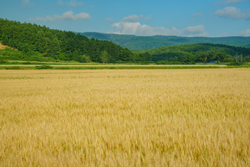 Wheat farm swinging with the wind