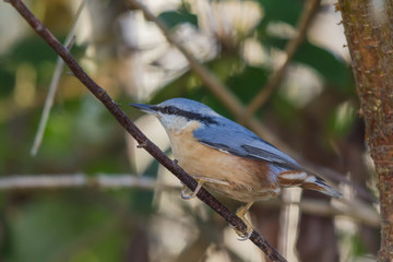 Obraz premium NUTHATCH