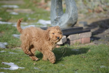 cockapoo playing with stick