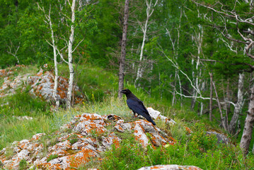 Black raven (Corvus Corax) bird sits on the grey stones on the blurred background of the summer forest. Wildlife scene from nature. Animal in the forest habitat.