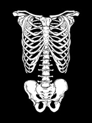 Human ribcage hand drawn line art anatomically correct. White over black background vector illustration. Print design for t-shirt or halloween costume. © croisy
