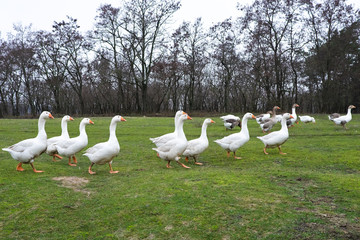 Domestic geese graze in the meadow. Poultry walk on the grass. Domestic geese are walking on the grass. Rural bird grazes in the meadow.