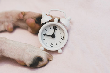 dog breed Boston Terrier overslept and sleeps sweetly in the morning in bed next to a small white...