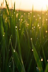 Fototapeta na wymiar Green grass with dew drops at sunrise in spring against the background of sunlight. Beauty of nature. Close-up. Focus control