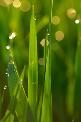 Green grass with dew drops at sunrise close-up on a blurred background