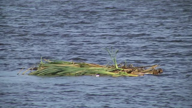 Typha swims through the water.
