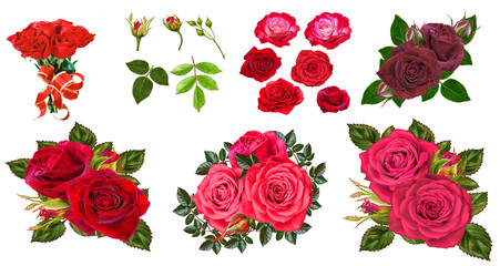  Amazing roses isolatet on white background