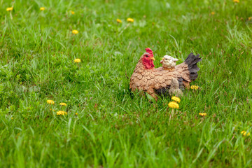 Сhicken in the grass with a chick