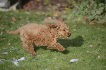 cockapoo playing in snow