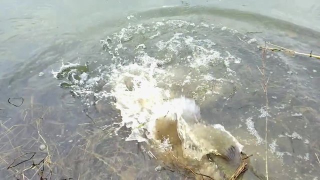 POV release of a giant largemouth bass from the bank of a small lake.  The bass attempts to swim back into the bank and splashes erratically.