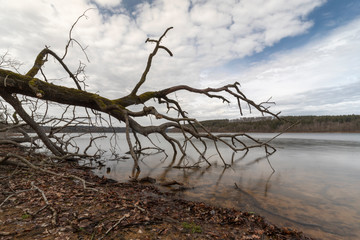 Umgefallener Baumstamm im See