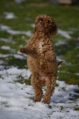 cockapoo jumping in snow