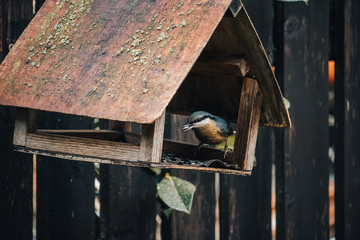 Bird