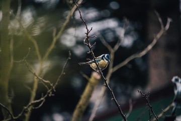 Bird