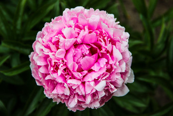 Nature concept - beautiful spring or summer landscape with  Pink peony flower on green leaves background. Pink peonies in the garden. Peony macro. Peonies summer in a garden. The care of garden plants