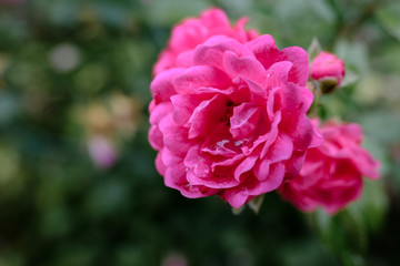 pink rose in garden