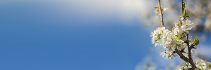 Panorama of beautiful cherry blossom in the right corner in the spring in front of blue sky with soft sunlight