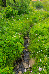 Obraz premium Alpe di Siusi, Seiser Alm with Sassolungo Langkofel Dolomite, a close up of a flower garden
