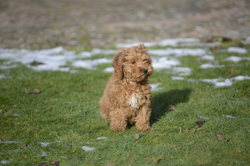 cockapoo sitting in snow