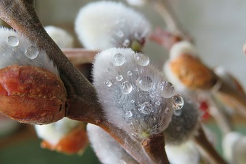 Willow with rain drops, closeup