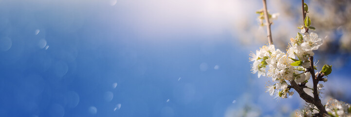 Panorama of beautiful cherry blossom in the right corner in the spring in front of blue sky with soft sunlight and Bokeh