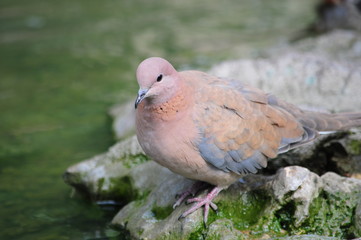 pigeon