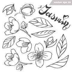 Fototapeta premium Vector jasmine flower, bud and leaves set