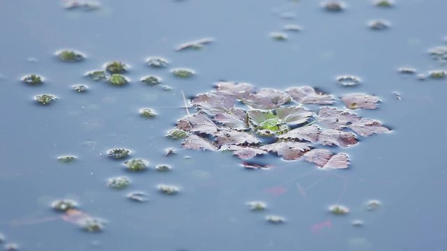 Water caltrop, chestnut, buffalo nut, bat nut, devil pod, ling nut, lin kok, ling kio nut, mustache nut, singhada in lake Pokrata in summer