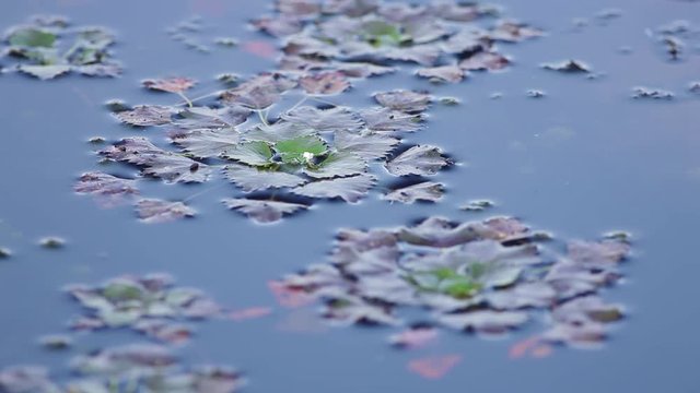 Water caltrop, chestnut, buffalo nut, bat nut, devil pod, ling nut, lin kok, ling kio nut, mustache nut, singhada in lake Pokrata in summer