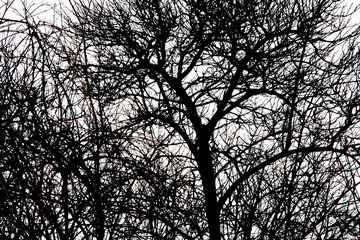 Trees Branches Silhouette