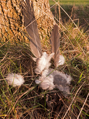 Schwungfeder und Daunen liegen auf der Wiese. Sie gehören zum Gefieder eines Vogels