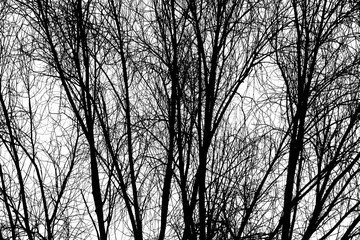 Trees Branches Silhouette