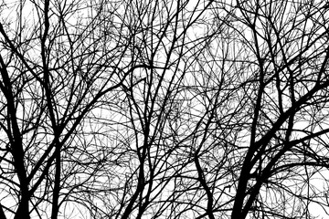 Trees Branches Silhouette