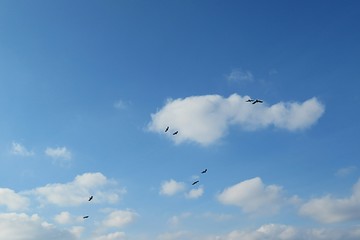 Birds in blue sky and clouds background