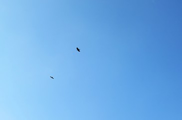 Birds fly in the sky, natural blue sky background 