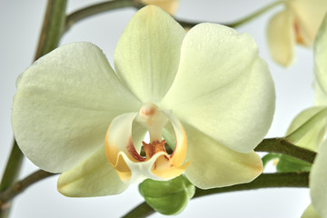 Phalaenopsis Aphrodite Flowers