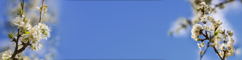 Fototapeta premium White cherry blossom left and right side in spring against a blue sky