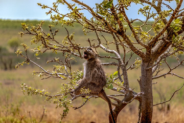 Baboon in a Tree