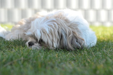 Hundewelpen Mama #2