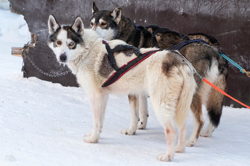 Dogs Husky team couple. The dogs are ready to race.