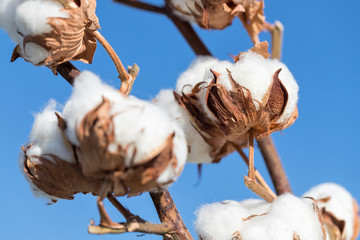 cotton branch against blue sky