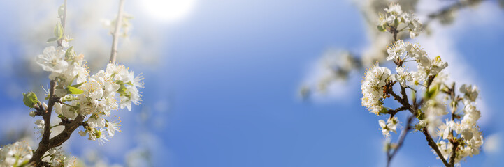 Panorama of beautiful cherry blossom left and right side in spring against a blue sky with sunshine