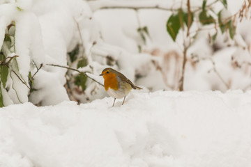 ROBIN STANDING IN THE SNOW 